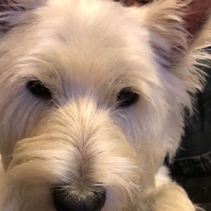 Meet your Posher, Nikita